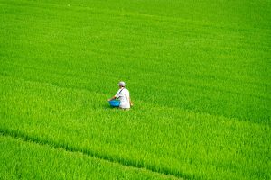 Vietnam agriculture